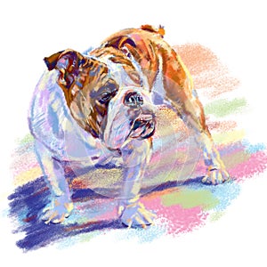 Bulldog with shadow on white background, digital painting