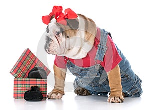 bulldog sitting beside a box of shoes