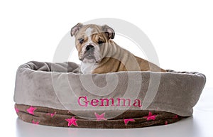 bulldog sitting in dog bed
