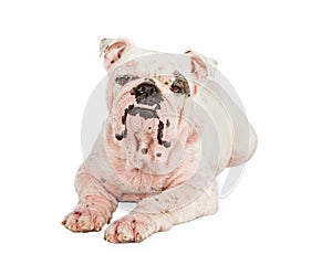 Bulldog With Skin Rash from Mange