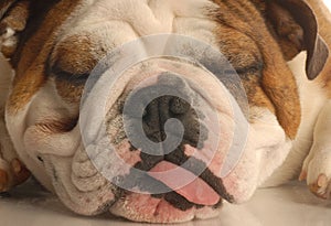 Bulldog sleeping with tongue out