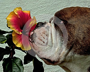 Bulldog smell tropical flowers of hibiscus