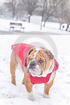 Bulldog in the snow
