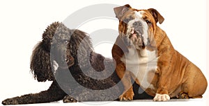 Bulldog and standard poodle photo