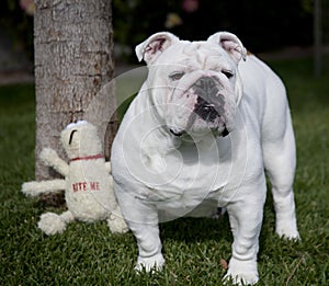 Bulldog standing by a tree