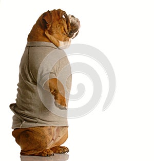 Bulldog in sweatsuit standing