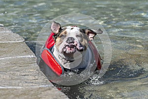 Bulldog in a swimming vest