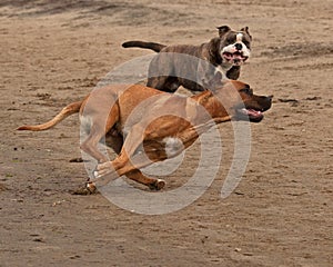 Bulldog and American staffordshire terrier met 2