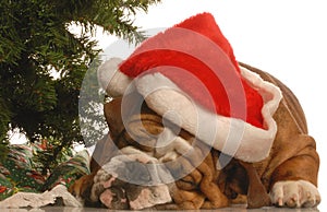 Bulldog under christmas tree