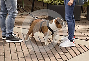 Bulldog walking with his owner. Dog close-up photo