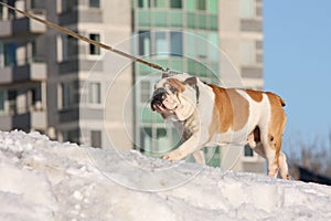 Bulldog walking on a leash.