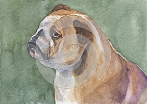 Bulldog watercolor painting