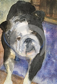 Bulldog watercolor painting