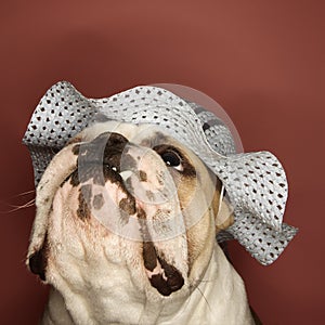 Bulldog wearing a bonnet.