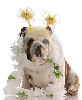 Bulldog wearing funny costume