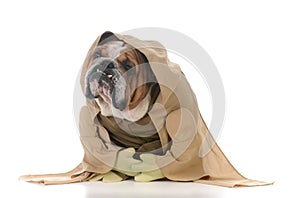 bulldog wearing munk costume