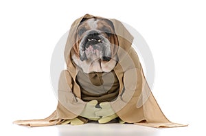 bulldog wearing munk costume