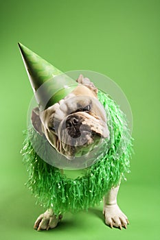 Bulldog wearing party hat.