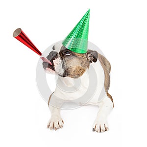 Bulldog Wearing Party Hat Blowing Horn