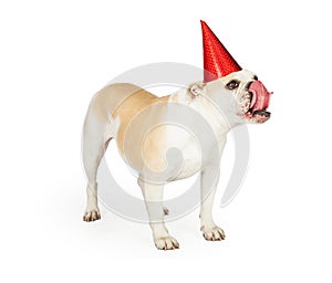 Bulldog Wearing Party Hat While Licking Its Lips