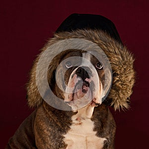 Bulldog whid hairy hat