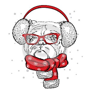 Bulldog in winter headphones. Print on clothes. Cute puppy. Pedigree dog. Winter holiday