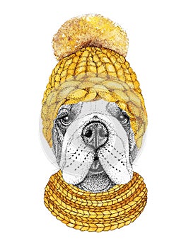 Bulldog with yellow knitted hat and scarf. Hand drawn illustration of dressed dog