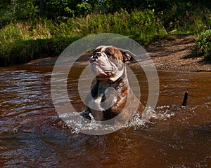 Bulldogg jump in a river