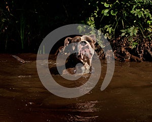 Bulldogg jump in a river