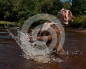 Bulldogg jump in a river