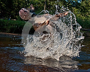 Bulldogg jump in a river