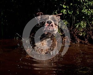 Bulldogg jump in a river