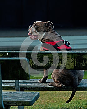 Bulldogg sitting dormant in a garden bench