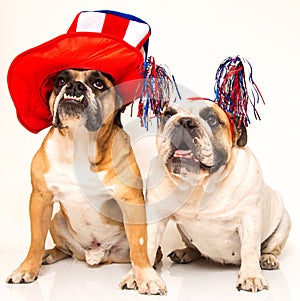 Bulldogs dressed for 4th of July