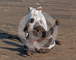 Bulldogs play on beach