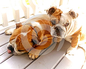 Bulldogs in Sunlight photo