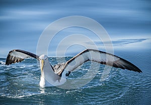 Buller`s Albatross also known as a Mollymawk on Brilliant Blue Ocean