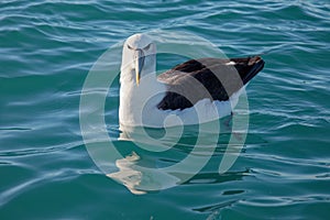 Buller`s Albatross, Kaikoura coast, New Zealand