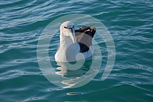 Buller`s Albatross, Kaikoura coast, New Zealand