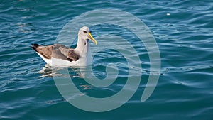 Buller`s Albatross, Kaikoura coast, New Zealand