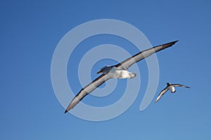 Buller`s Albatross, Kaikoura coastline, New Zealand