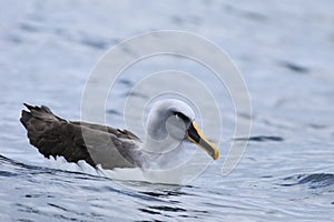 Buller`s Albatross, Thalassarche bulleri, relaxing