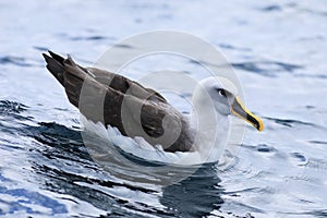 Buller`s Albatross, Thalassarche bulleri, resting