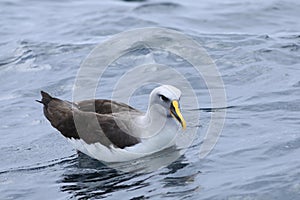 Buller`s Albatross, Thalassarche bulleri, on sea