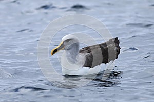 Buller`s Albatross, Thalassarche bulleri, on water