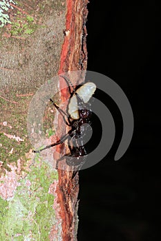 Bullet Ant Carrying an Egg