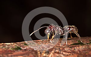 Bullet ant Paraponera clavata