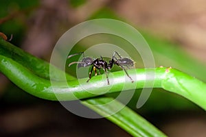 Bullet Ant, Paraponera clavata