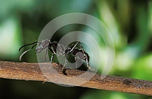 Bullet Ant, paraponera clavata, Costa Rica