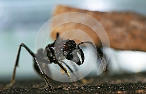 Bullet Ant, paraponera clavata, Costa Rica